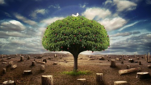 Hd Nature Pics Free Desk Wallpapers 3d Nature Wallpaper Hd Download