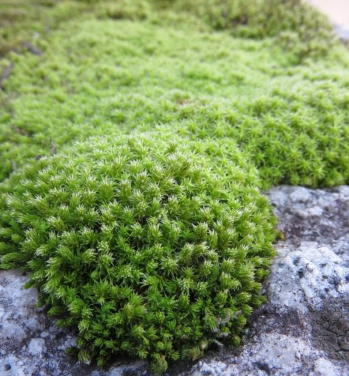 とってもお洒落な苔21種をご紹介します 苔の種類 育て方 ミズムック