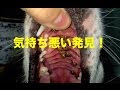 √100以上 てんとう虫 犬の口 536217-てんとう虫 犬の口