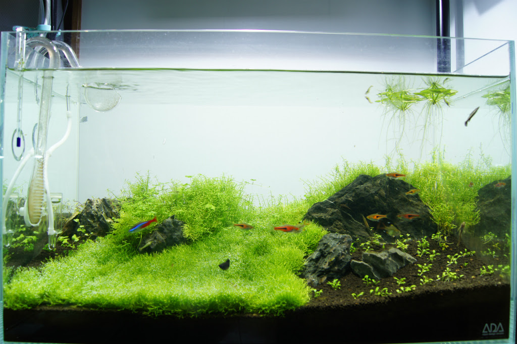 水草水槽で絨毯 草原を作りたい グロッソスティグマ