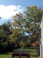 Yard_92609