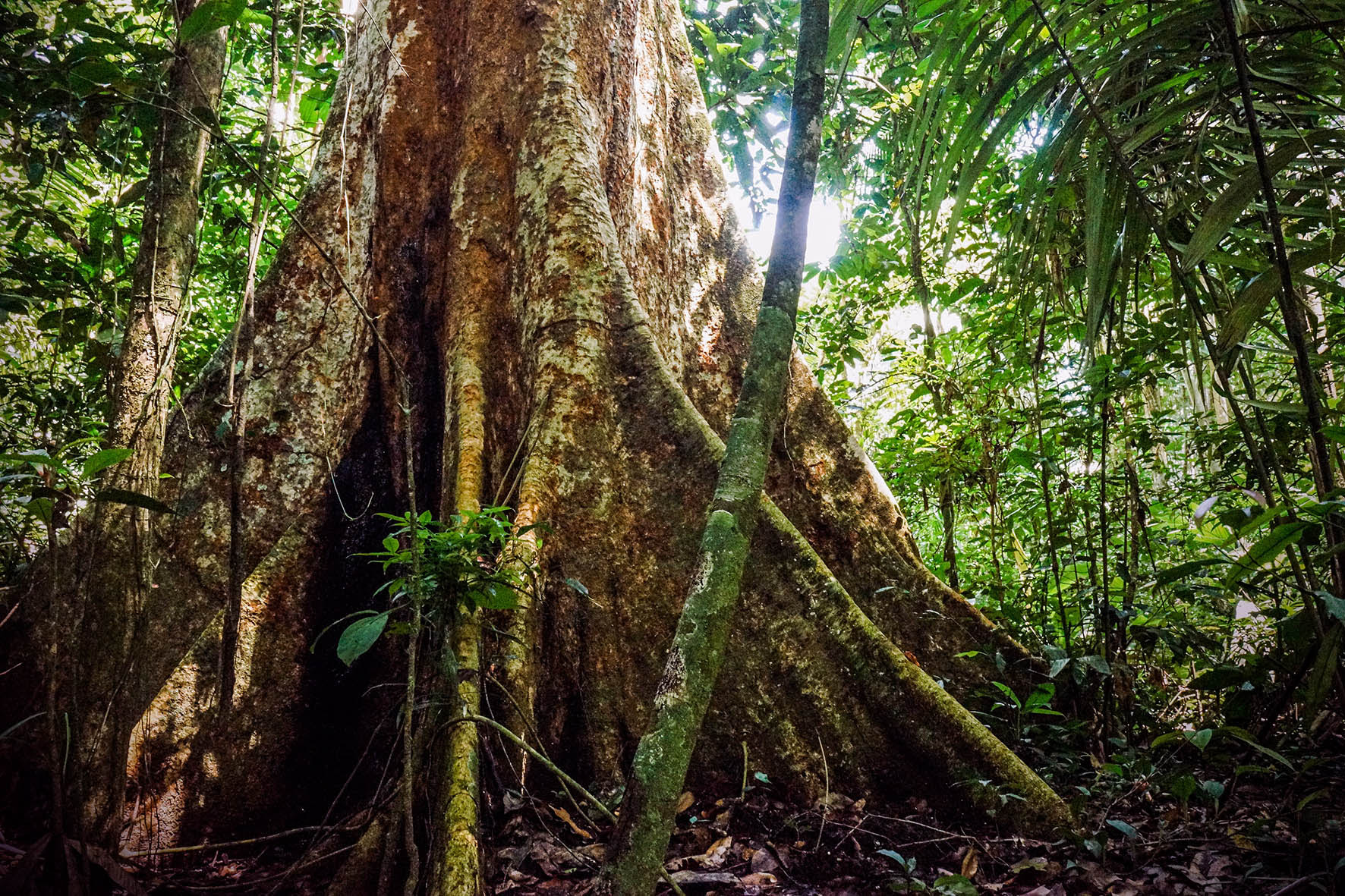 Shihuahuaco: Una especie amenazada por el comercio global 
