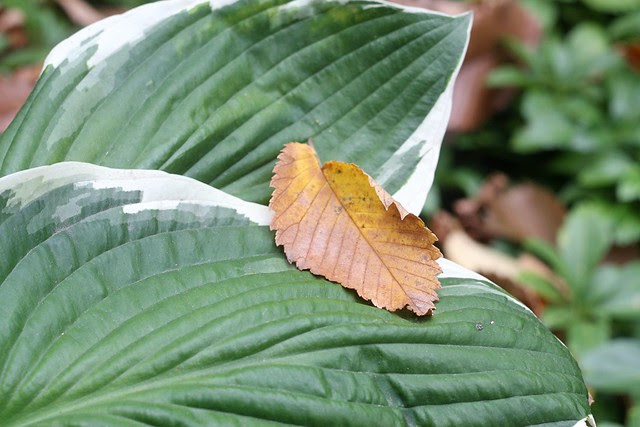 fall, lownsdale square