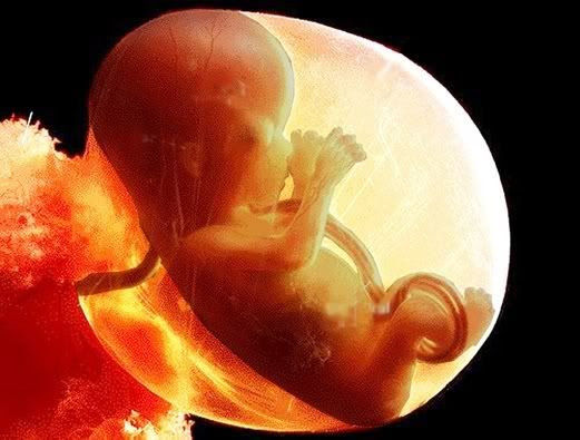 in the womb 