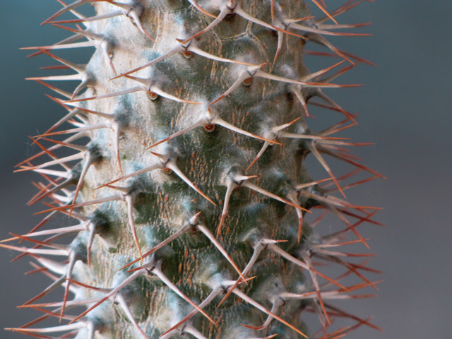Cactus collection