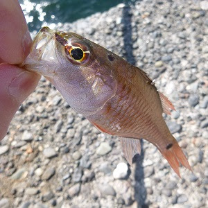 サビキ釣りで釣れる魚の種類 防波堤 堤防 波止のサビキ釣り完全攻略