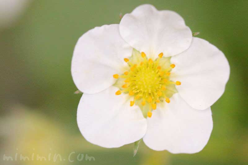 イチゴ 莓 の花の写真 花言葉 名前の由来 みみみんブログ