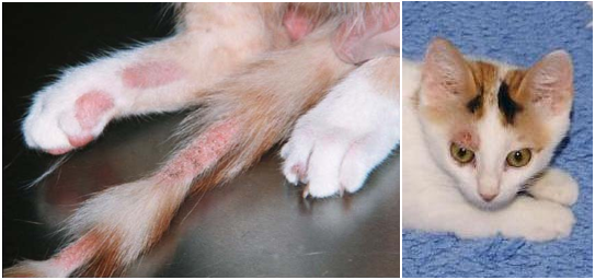 Infestasi Jamur atau Mikosis pada Anjing dan Kucing Infestasi Jamur atau Mikosis pada Anjing dan Kucing