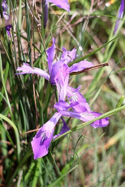 irises, tanner springs