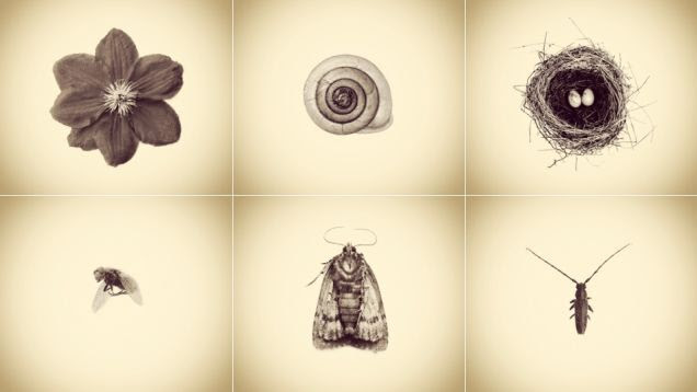 Only an iPhone Was Used to Create This Archive of Backyard Wildlife