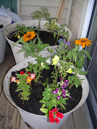 pictures of plants with flowers