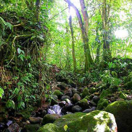 food web rainforest. Rainforest Rescue |