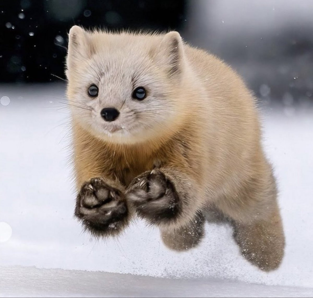 雪の中を駆け回るフェレットが可愛すぎる 話題の画像がわかるサイト