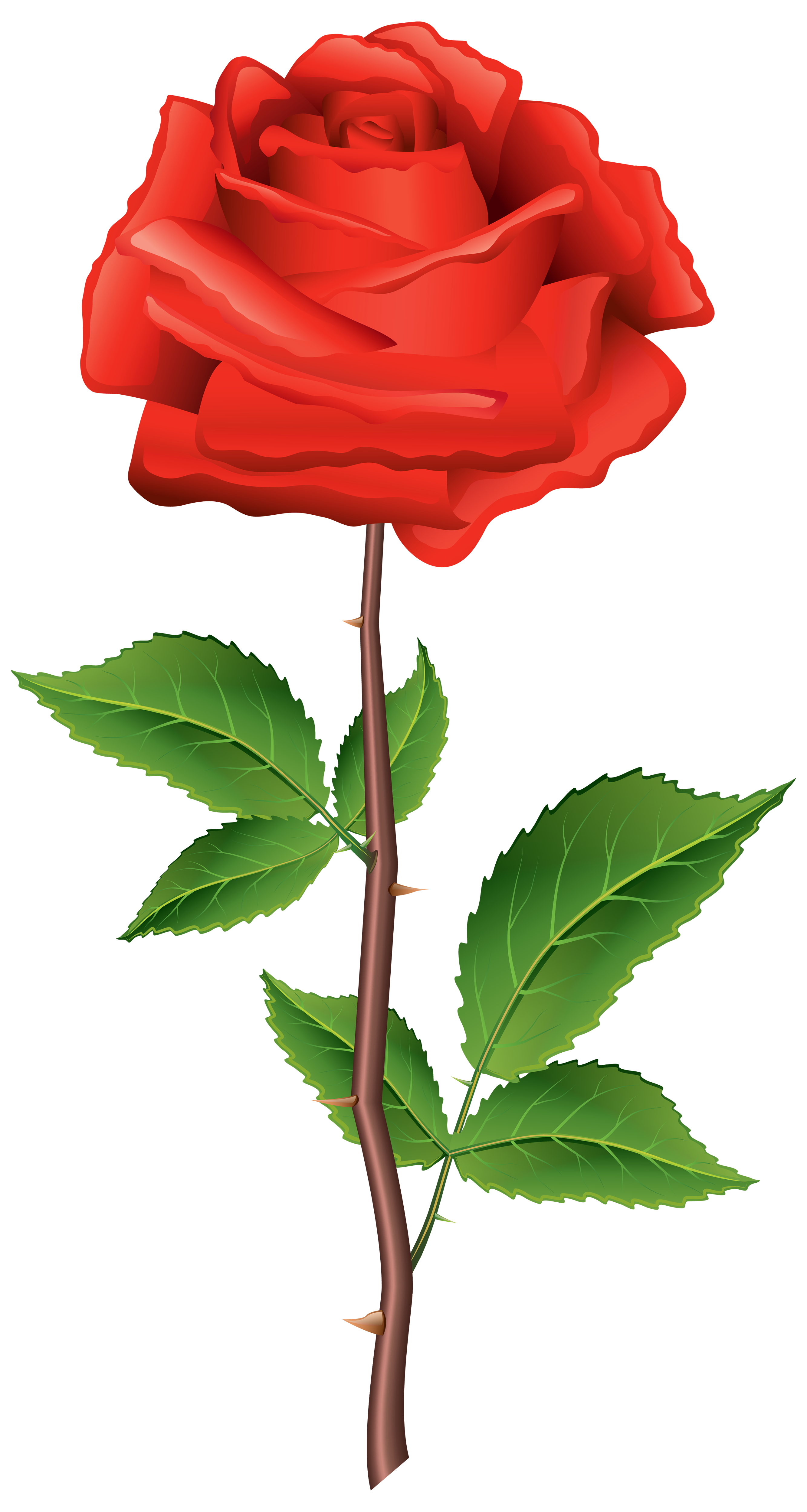 Rose PNG flower images free download