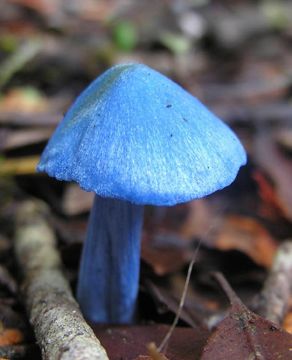 Fungi Hunters in the Wairarapa