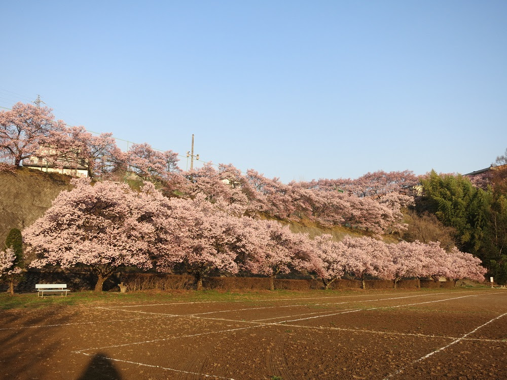 17 高遠城址公園 花見ツアー 弥无元