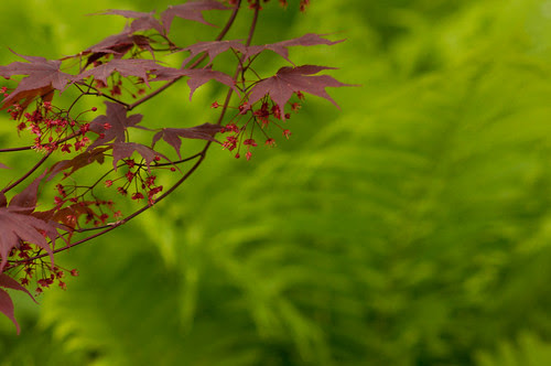 maple and ferns