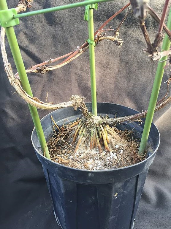 クレマチスの植え替え ツル伏せ まつおえんげいスタッフブログ