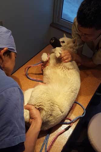 室蘭保健所より犬1頭を保護しました しっぽレポート