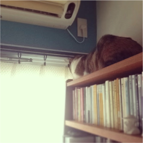 猫よ どうしてそこで寝るのだ 猫飼いあるある10選 Single Hack