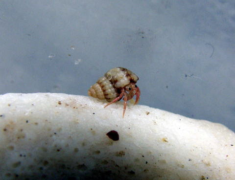 その37 オカヤドカリの繁殖09 繁殖のツボ