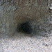 What animal lives here?