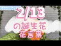 2月13日 誕生花 キンセンカ 178424-2月13日 誕生花 キンセンカ