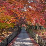 rikuo(@rikuo)/2019年11月 - Twilog