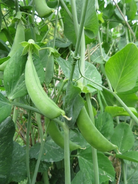 スナップエンドウの育て方