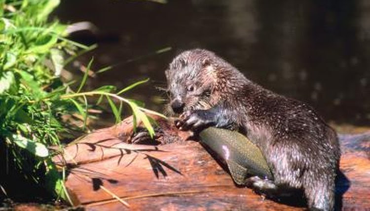 Is the River Otter an Omnivore? | Animals - mom.me