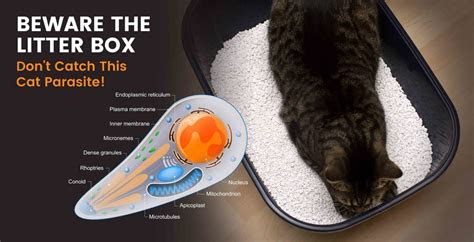 An effective regimen needs to do more than help you drop pounds, it should also promote habits that you. Toxoplasmosis Symptoms + 8 Natural Treatments - Dr. Axe