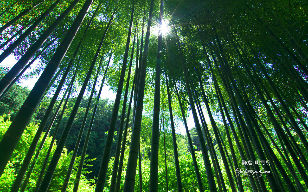 明月院の竹林 の壁紙 1280x800