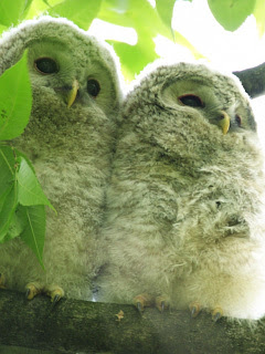 フクロウ ミミズク 寄り添うフクロウ夫婦 の待ち受け画像 壁紙 動物 パラダイス