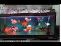 最高のコレクション 金魚 水質 改善 124860-金魚 水質 改善