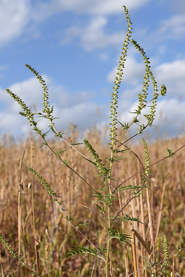 Beifuss Ambrosie Beifussblattriges Traubenkraut Ambroisie A Feuilles D Armoise Ambrosia Artemisiifolia Institut Fur Naturkunde Ind Sudwestdeutschland