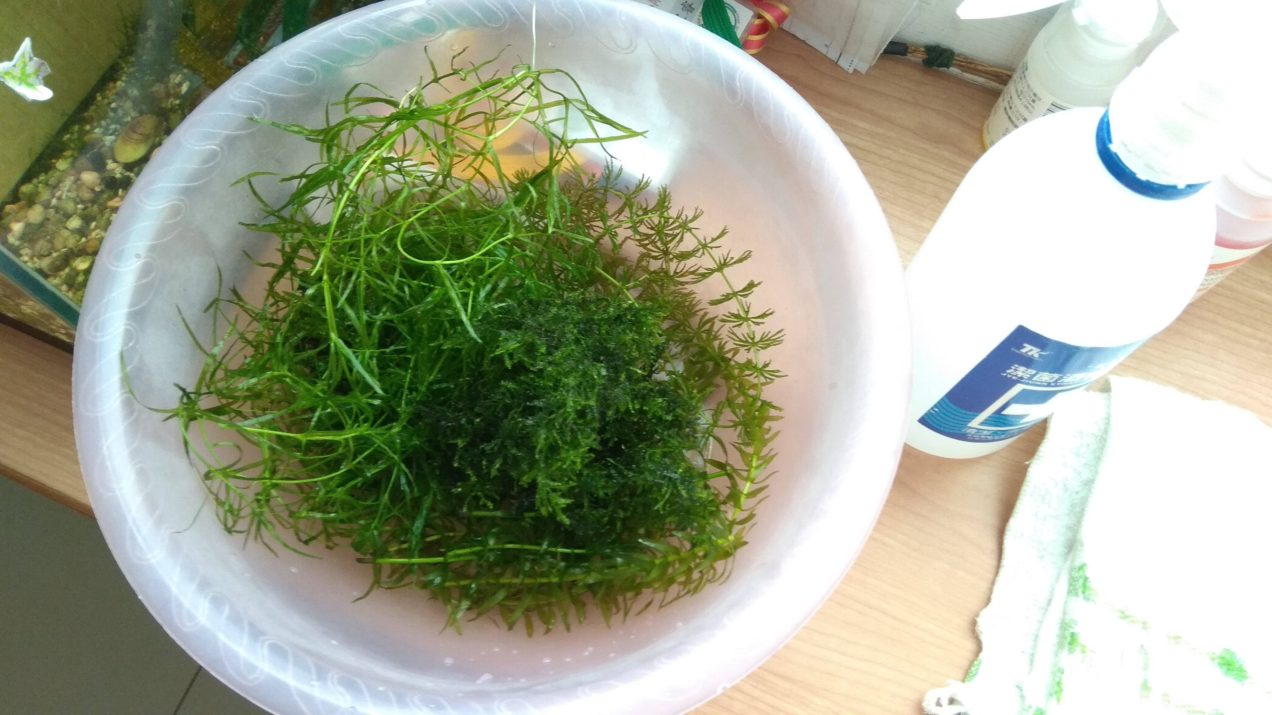贈送 台北 金魚藻 莫斯 水蘊草 陽明柳 Mo Ptt 鄉公所