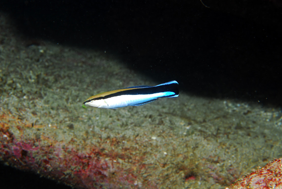 鰓裂 Oceantag 學習網