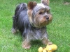 celine-yorkshire-terrier