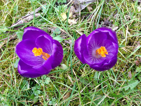 crocuses.jpg