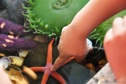 Touch Tank