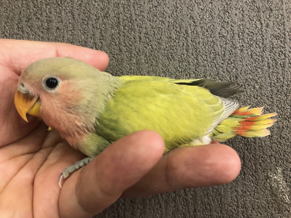 コザクラインコ オリーブオパーリン ヒナ 手乗り Lovebirdfukuoka ラブバードフクオカ インコや小動物の販売専門店