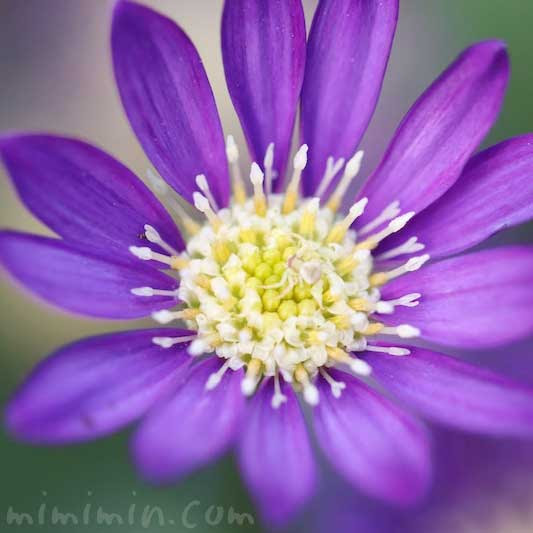 ミヤコワスレ 都忘れ の花の写真 花言葉 みみみんブログ