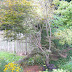Verticillium Wilt Japanese Maple Tree Diseases Pictures : Japanese red maple verticillium wilt.