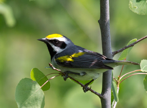 Golden-winged Warbler