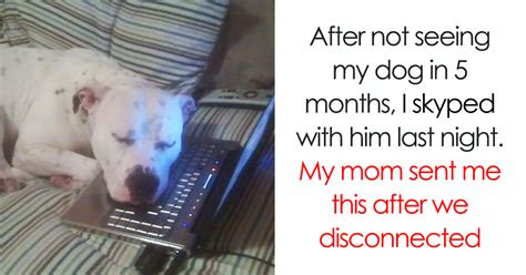 happiest dog memes      smile  ear