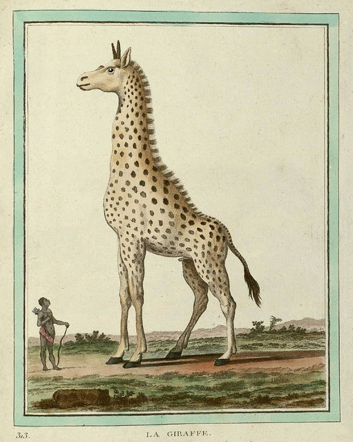 Giraffe
