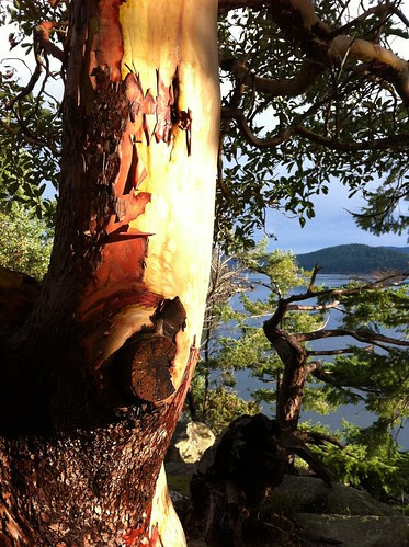 Beautiful Mayne Arbutus
