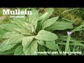 What Is Mullein Leaf Called In Hindi