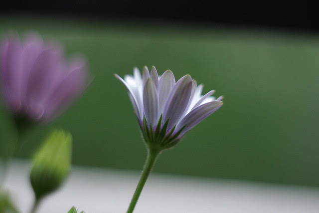 african daisy