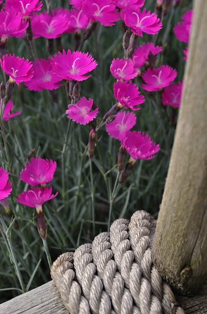 Dianthus